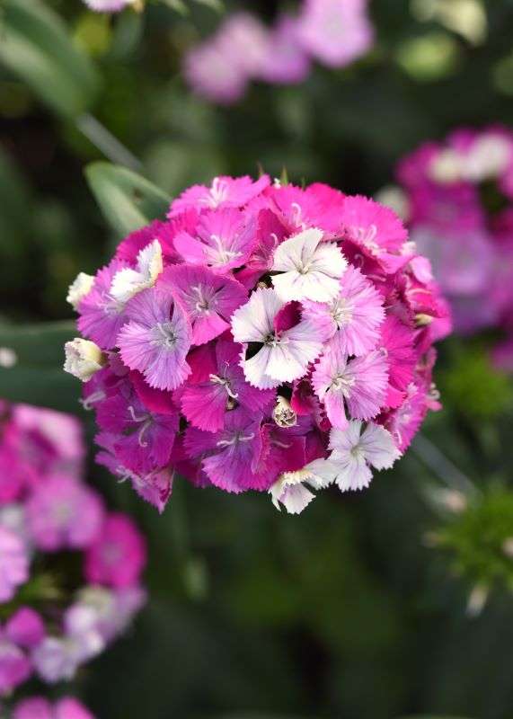 Dianthus Amazon Lavender Magic Seeds