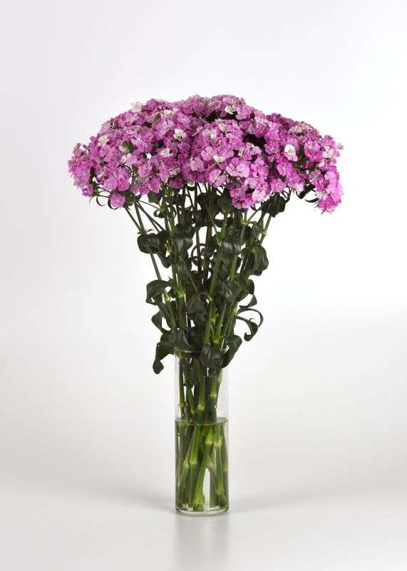 Dianthus Amazon Lavender Magic Seeds