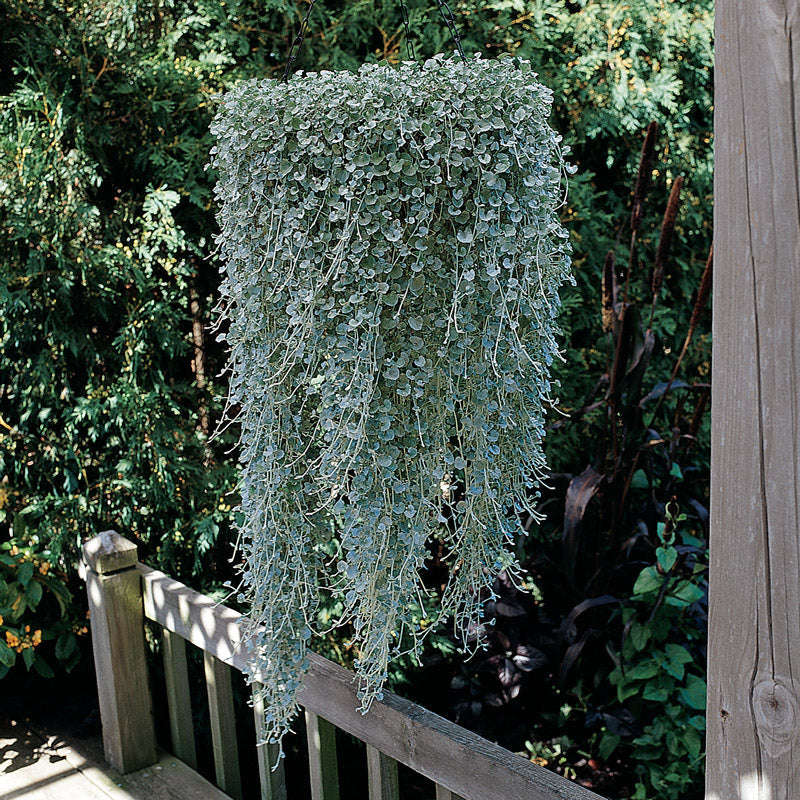 Dichondra Silver Falls Seeds
