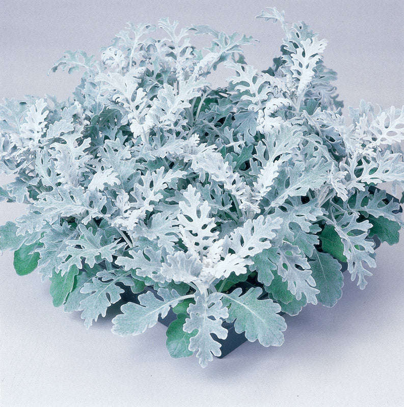 Cineraria Silver Dust Seeds