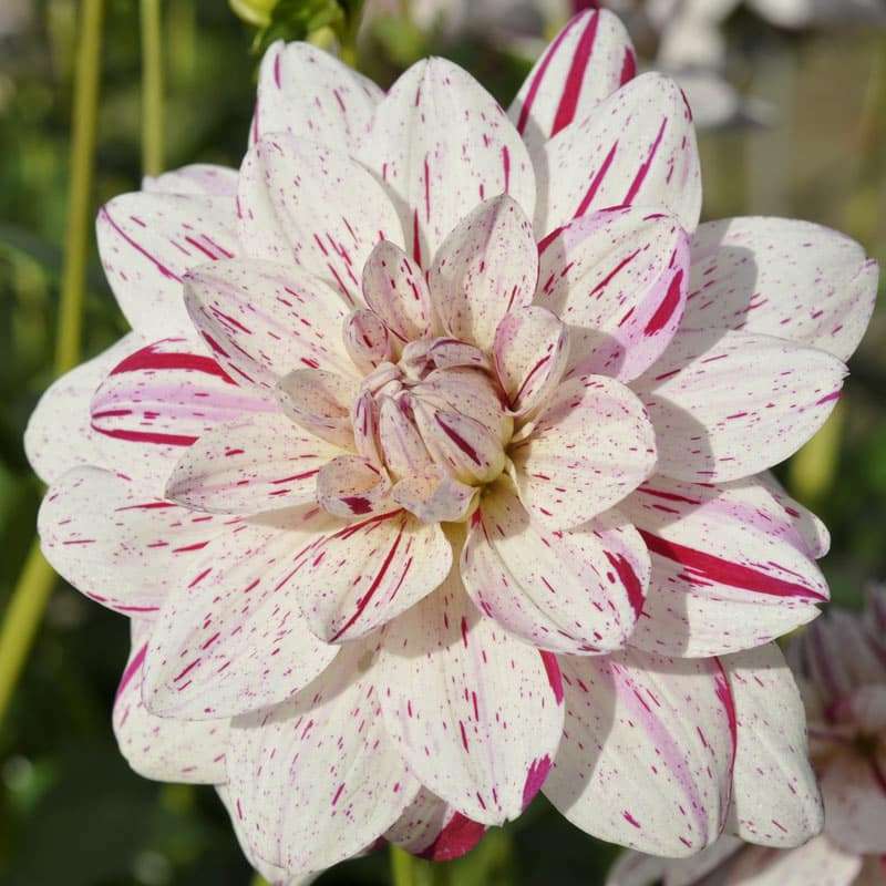 Dahlia Bright Diamond - 1 bulb