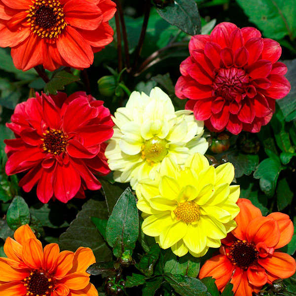 Dahlia Redskin Mix Seeds