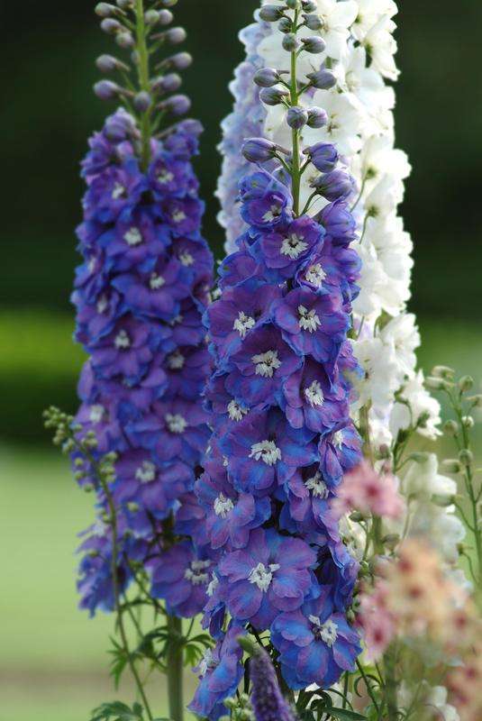 Delphinium Guardian Blue Seeds