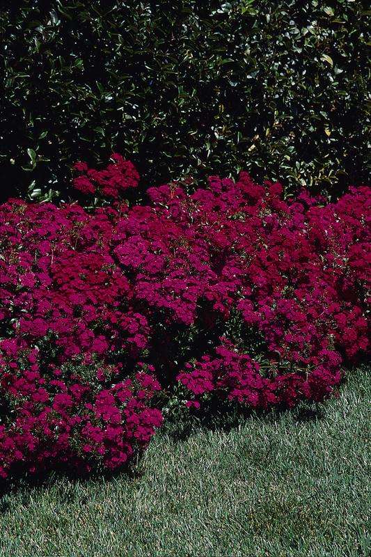 Dianthus Amazon Neon Purple Seeds