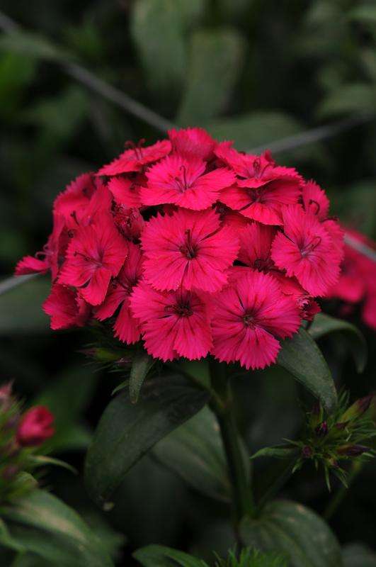 Dianthus Amazon Neon Cherry Seeds