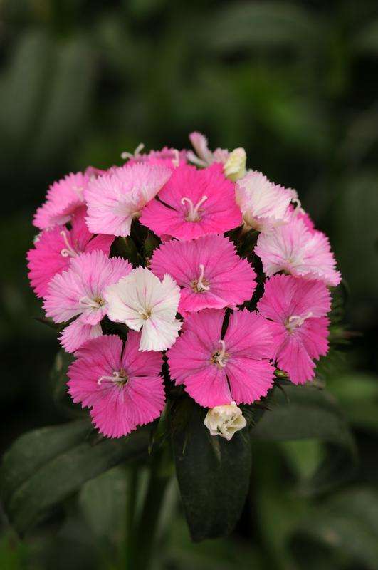 Dianthus Amazon Neon Rose Magic Seeds