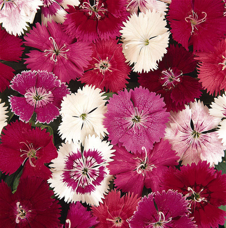 Dianthus Ideal Select Mix Seeds