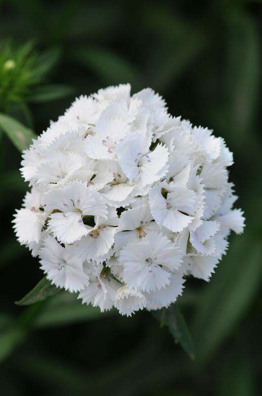 Dianthus Sweet White Seeds