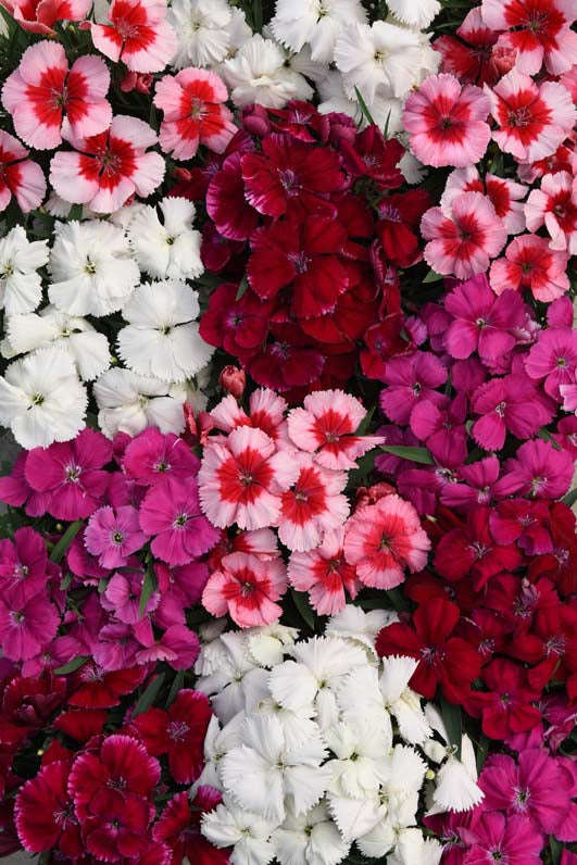 Dianthus Coronet F1 Mix Seeds
