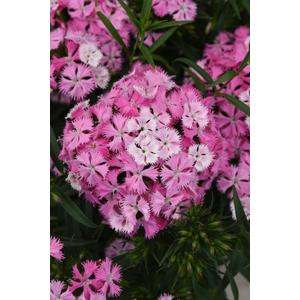 Dianthus Rocking Pink Magic Seeds