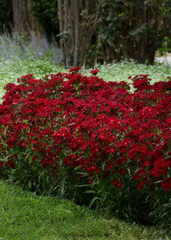Dianthus Rocking Red Seeds