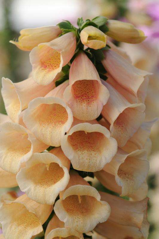 Digitalis (Foxglove) Dalmation Peach Seed