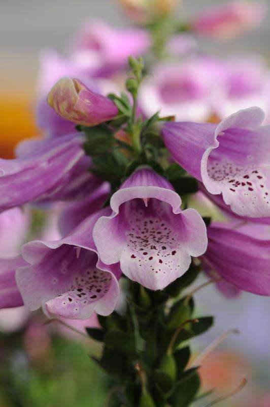 Digitalis (Foxglove) Dalmation Rose Seed