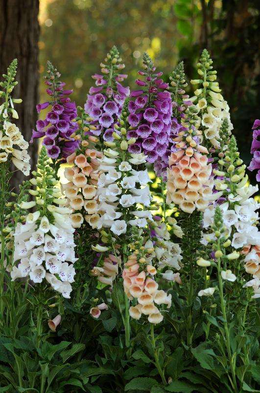 Digitalis (Foxglove) Dalmation F1 Mix Seeds