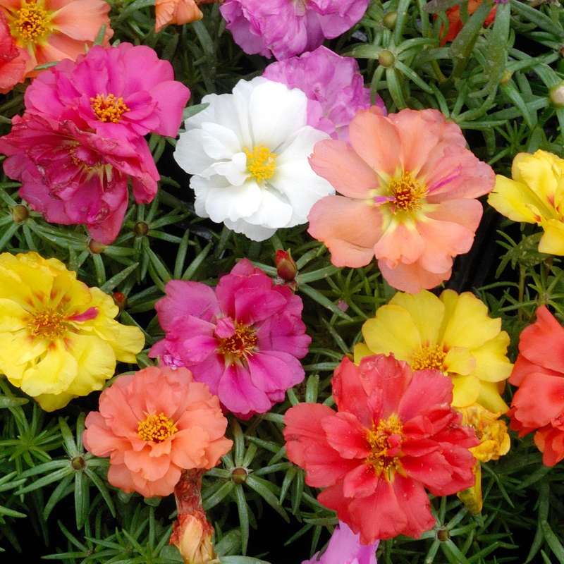 Portulaca Double Flower Mix Seeds