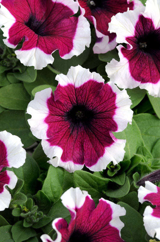 Petunia Dreams Burgundy Picotee Seeds