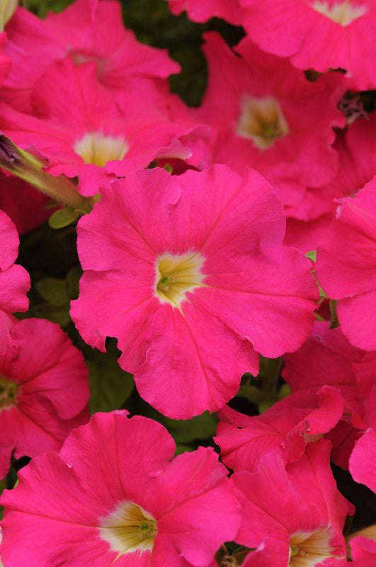Petunia Dreams Rose Seeds