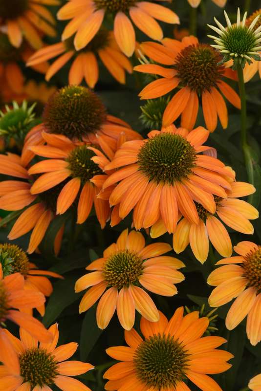 Echinacea Artisan Collection Soft Orange Seeds