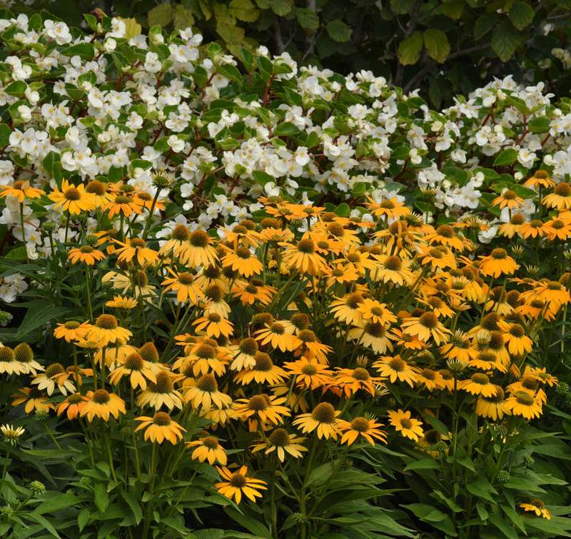 Echinacea Artisan Collection Yellow Ombre Seeds