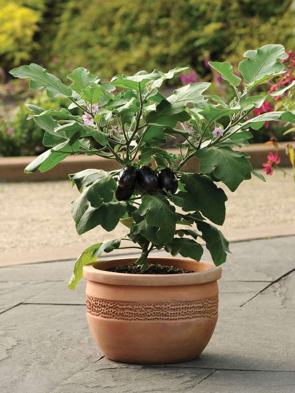 Egg Fruit Patio Baby Seeds