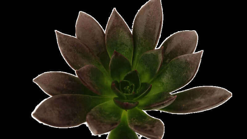 Echeveria Preta Seedlings