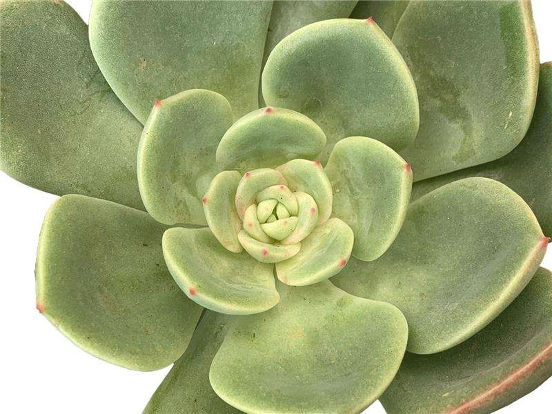 Echeveria Agavoides Salmon Seedlings