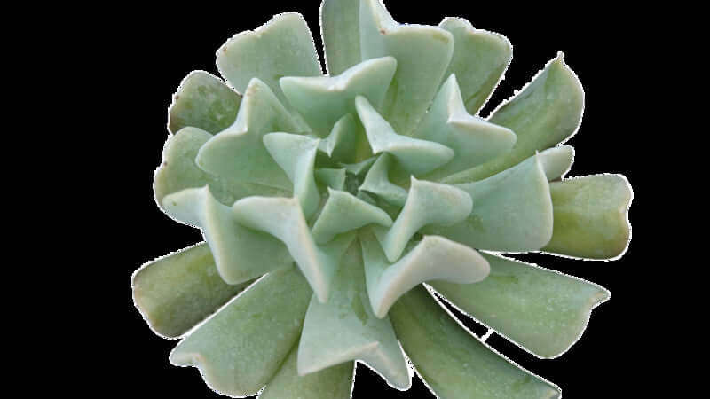 Echeveria Runyonii Topsy Turvey Seedlings