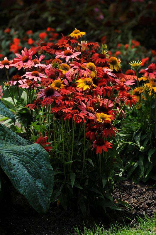 Echinacea Cheyenne Spirit Seeds