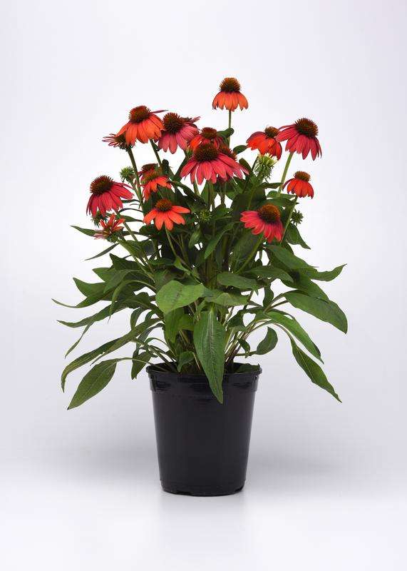 Echinacea Artisan Collection Red Ombre Seeds