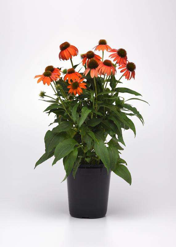 Echinacea Artisan Collection Soft Orange Seeds