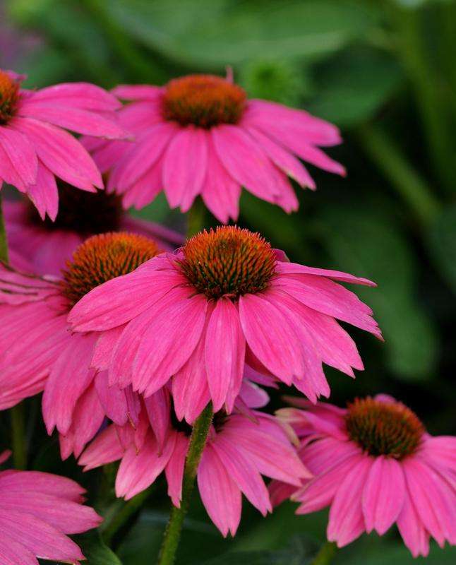 Echinacea Powwow Wild Berry Seeds