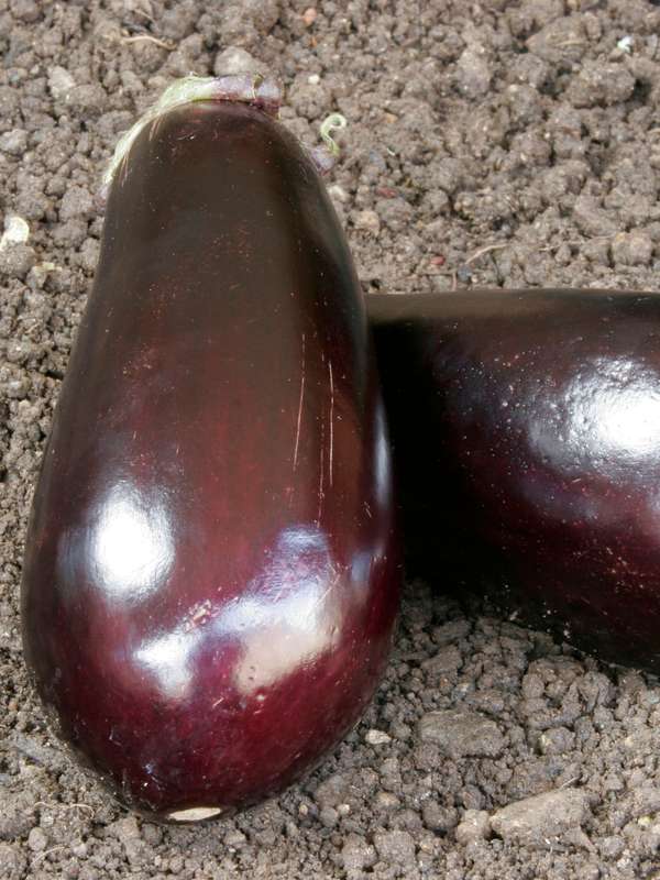 Egg Fruit Long Purple Seeds