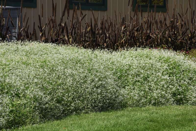 Euphorbia Glamour Seeds