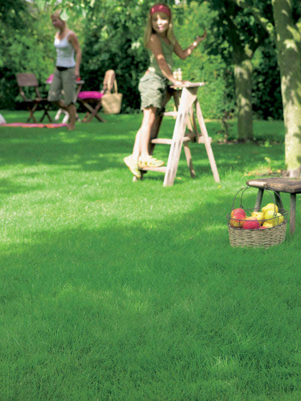 Evergreen Lawn Seeds