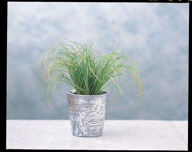 Carex Frosted Curls Seeds