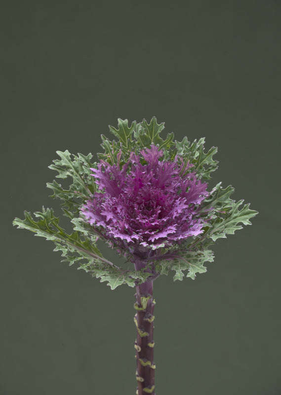 Kale Crane Feather Queen Seeds