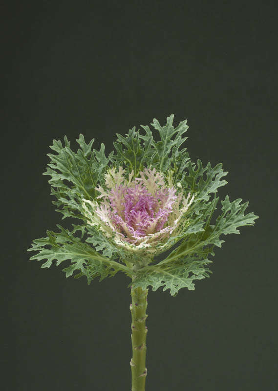 Kale Crane Feather King Seeds