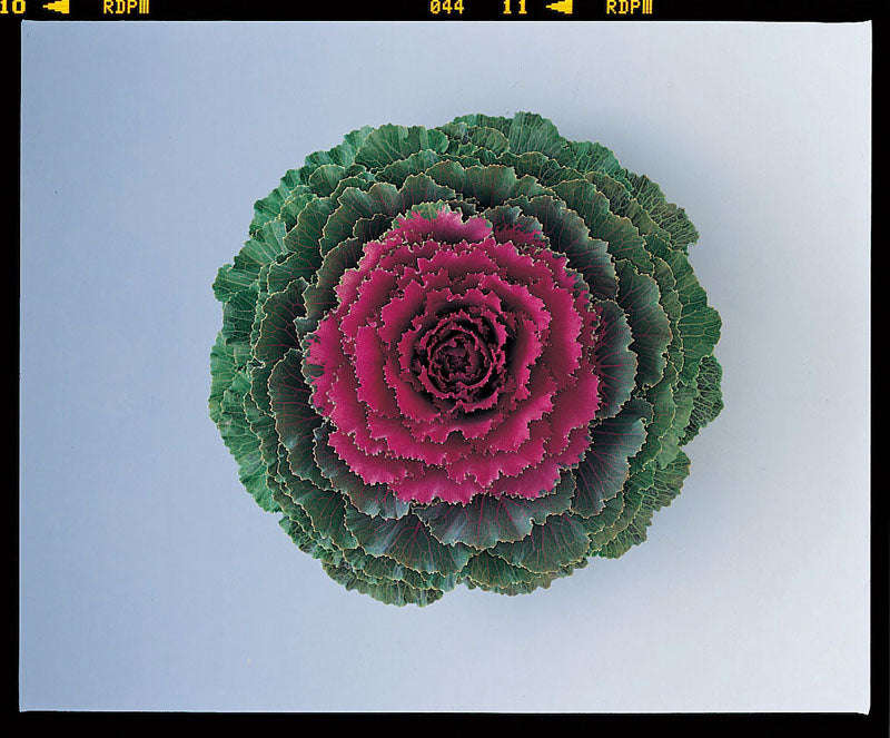Kale Songbird Red Seeds