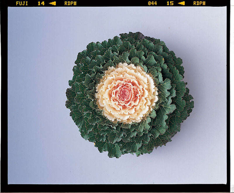 Kale Songbird White Seeds