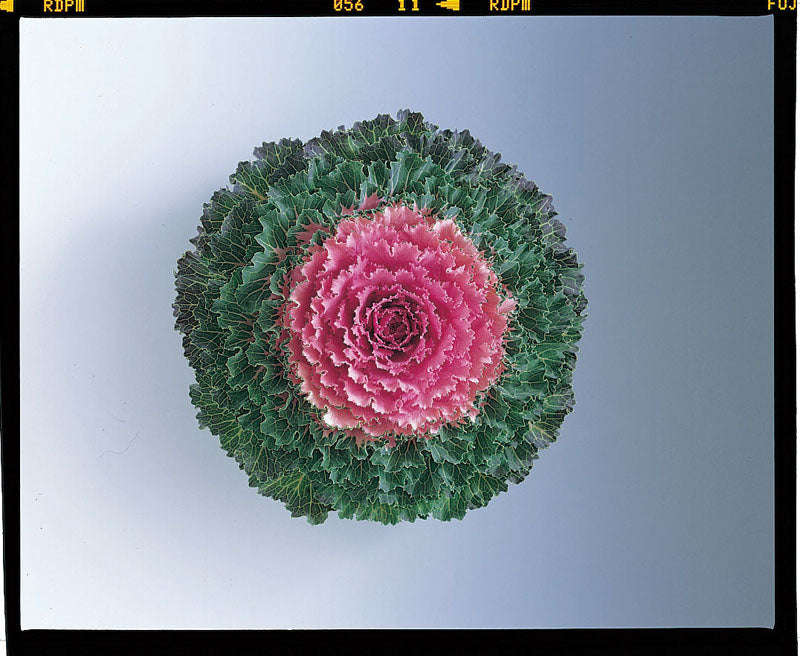 Kale Songbird Pink Seeds