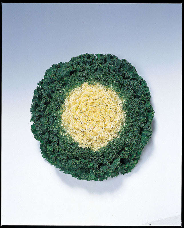 Kale Kamome White Seeds