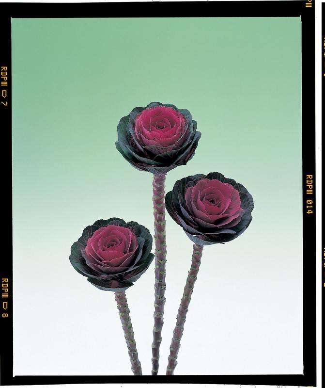 Kale Crane Red Seeds