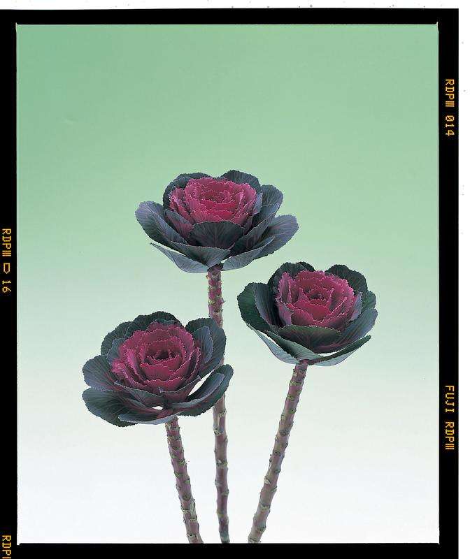 Kale Crane Rose Seeds