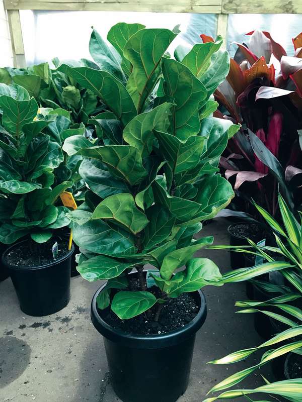 Ficus Lyrata Bambino Seedlings