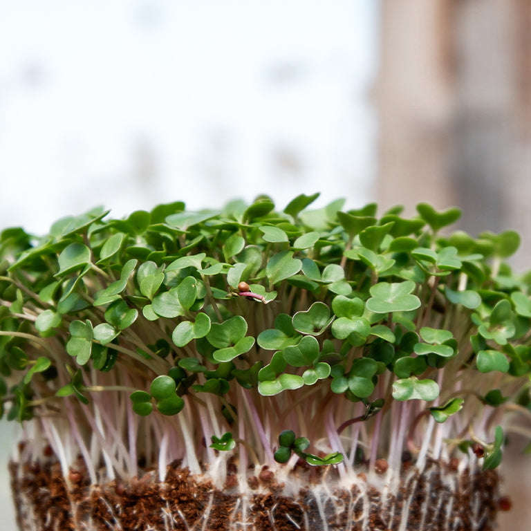 Fenugreek Sprout Seeds
