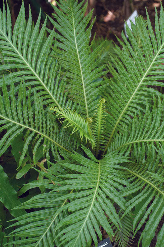 Fern Blechnum Silver Lady Seedlings