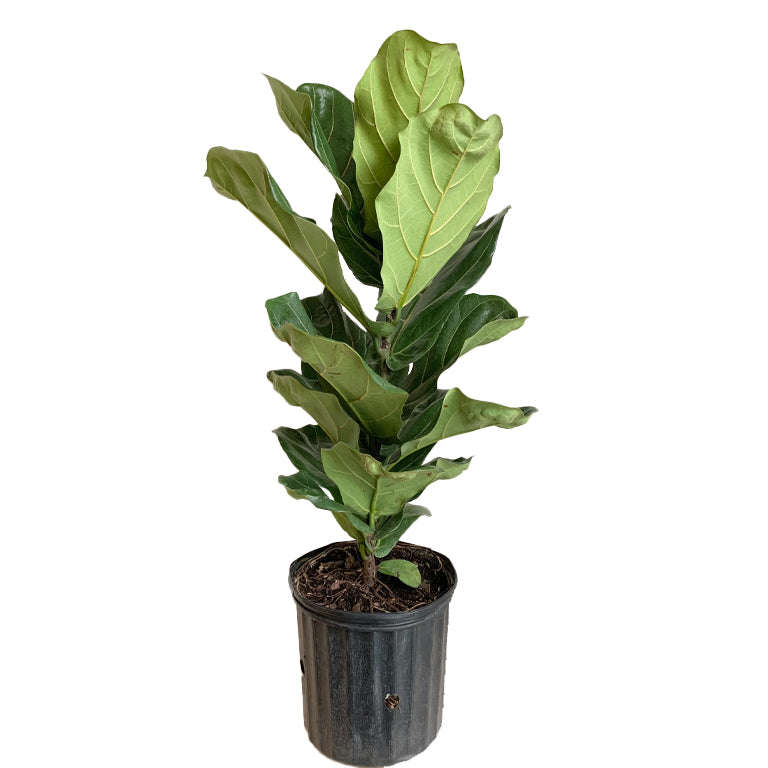 Ficus Lyrata (30cm pot) 1 Metre Tall