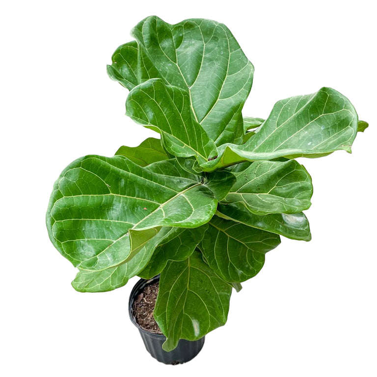 Ficus Lyrata (30cm pot) 1 Metre Tall
