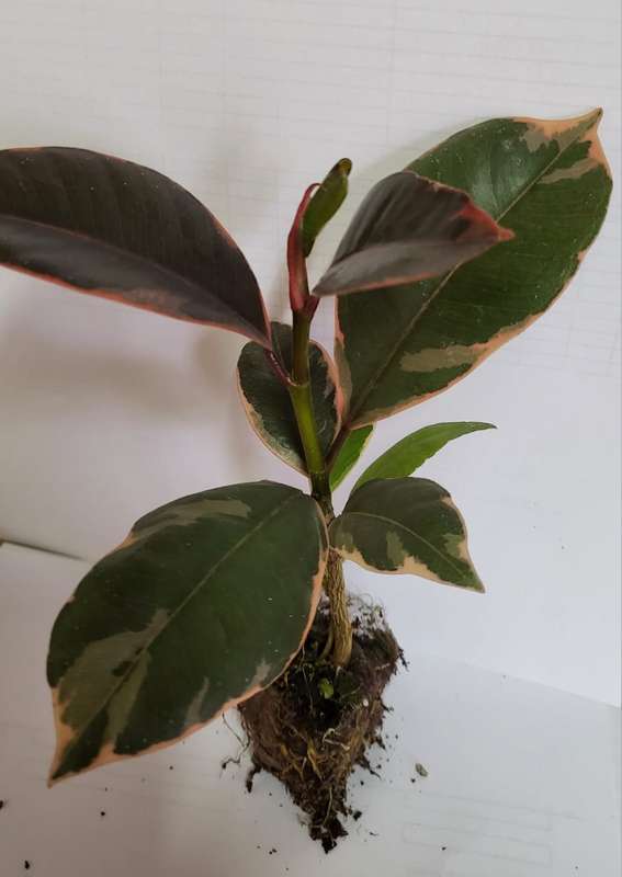 Ficus Elastica Ruby Seedlings