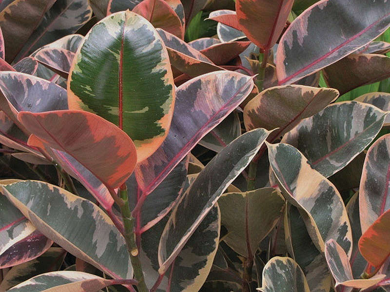 Ficus Elastica Ruby Seedlings